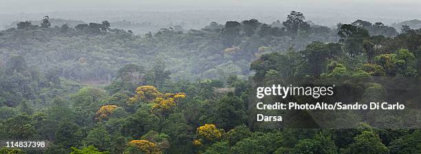 south america, amazon rainforest - french guiana stockfoto's en -beelden