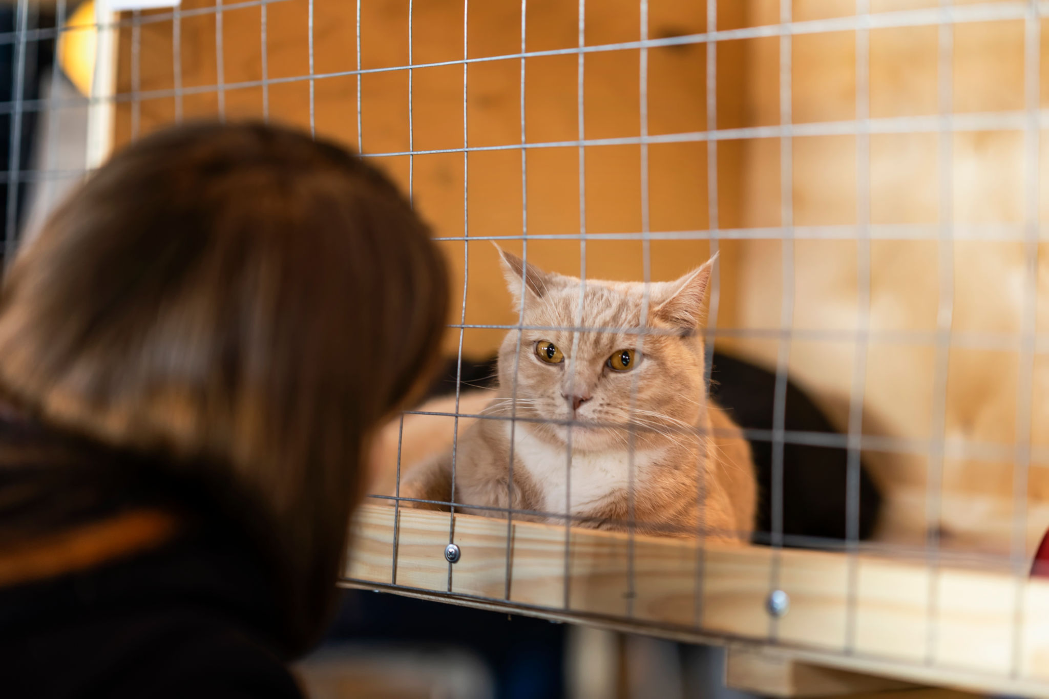 adopt an animal