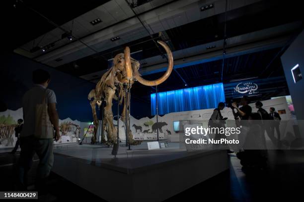 Churapcha Mammoth skeleton is displayed during the preview of The exhibition The Mammoth in Miraikan the National Museum of Emerging Science and...