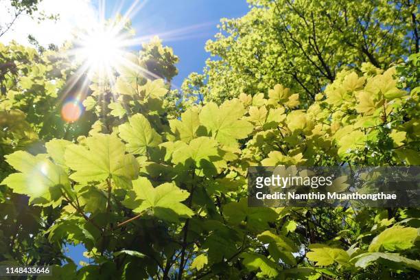 the bright green trees in the natural park with the sunlight in the morning in the spring season of the uk. - may in the summer stock pictures, royalty-free photos & images