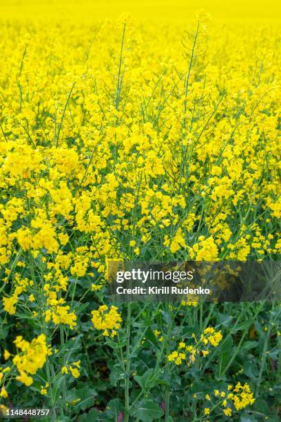 close up of the oil rapeseed in field - brassica rapa stock pictures, royalty-free photos & images