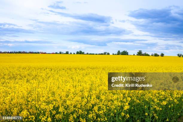 rapeseed field in spring - koolzaad stockfoto's en -beelden