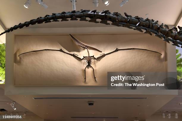 Pteranodon is suspended above the gallery at the exhibit Deep Time at the Smithsonian Institution's National Museum of Natural History May 21, 2019...