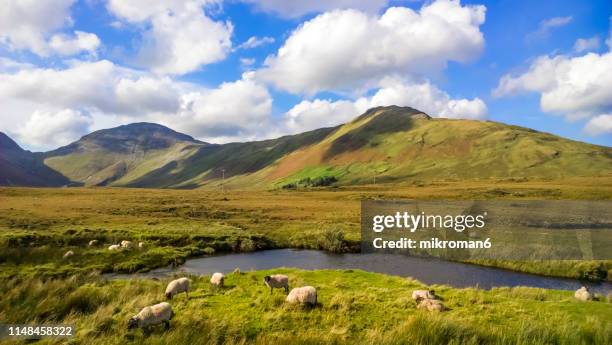 sheep in connemara national park, county galway, republic of ireland, europe - connemara stockfoto's en -beelden