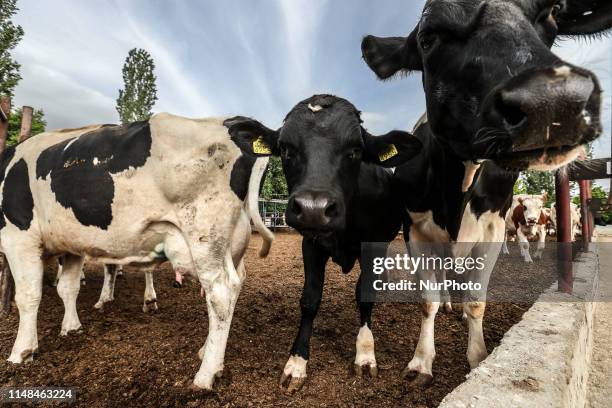 Cows Foraging Cow Forage Photos and Premium High Res Pictures - Getty Images