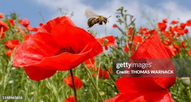 Bee flies over red poppies standing in full bloom on a meadow in Unlingen, southern Germany, on June 7, 2019. / Germany OUT