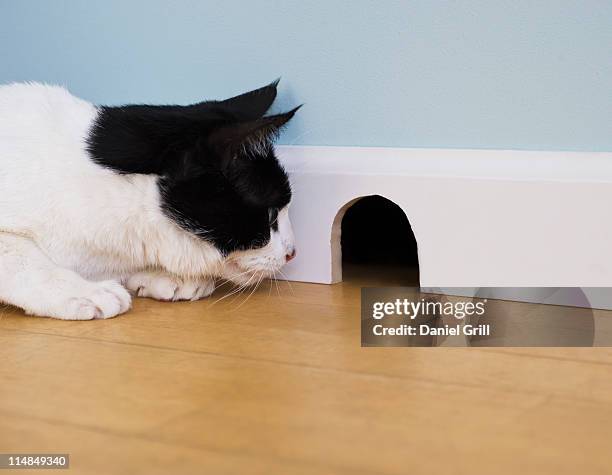 cat waiting by mouse hole - ネズミの穴 ストックフォトと画像