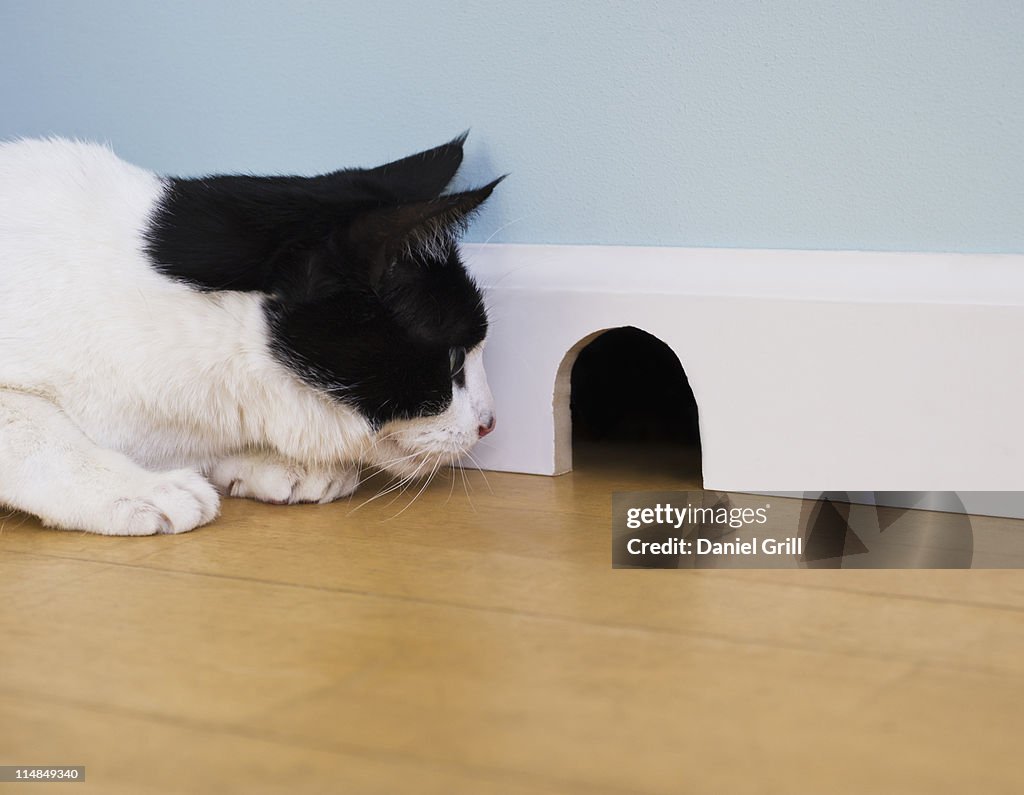 Cat waiting by mouse hole