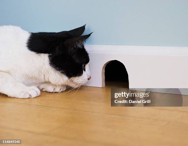 cat waiting by mouse hole - mouse hole stock pictures, royalty-free photos & images