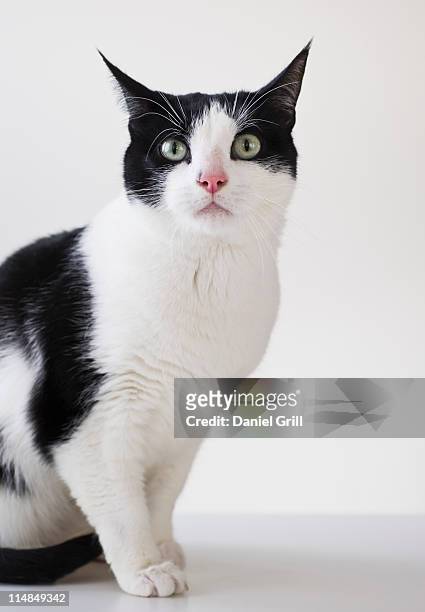studio shot of black and white cat - cat studio shot stock pictures, royalty-free photos & images