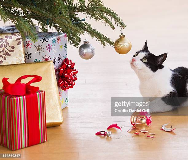usa, new jersey, jersey city, cat breaking christmas ornaments - naughty christmas ornaments stock pictures, royalty-free photos & images