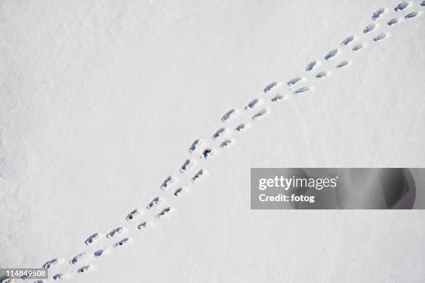 usa, new york state, croton on hudson, footprints in snow - rastro fotografías e imágenes de stock