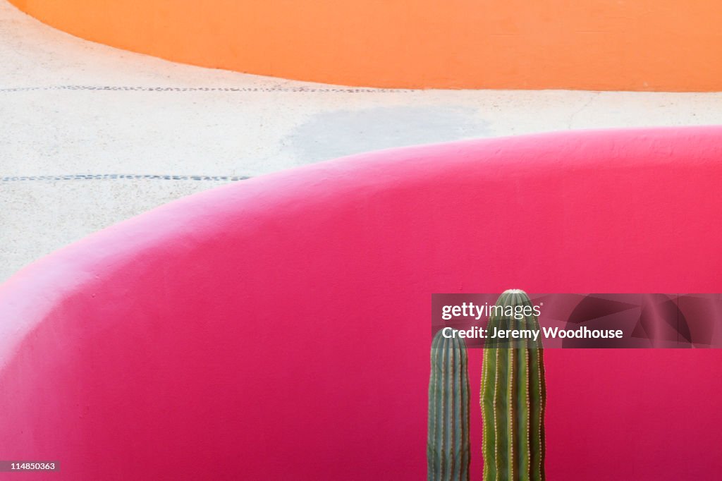 Cactus against pink wall
