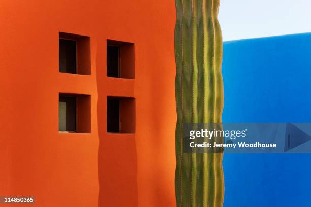 cactus against colorful walls - mexico color stock pictures, royalty-free photos & images