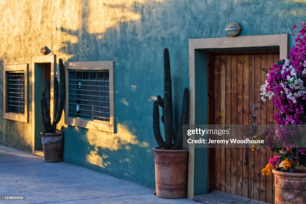 Cactus in potted plants near wooden door