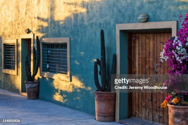 cactus in potted plants near wooden door - todos santos bildbanksfoton och bilder