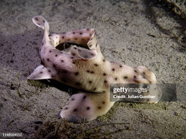 73 Horn Shark Stock Photos, High-Res Pictures, and Images - Getty Images