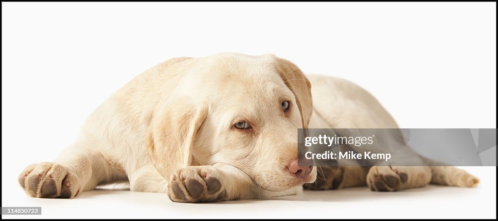 Studio portrait of Yellow Labrador Retriever