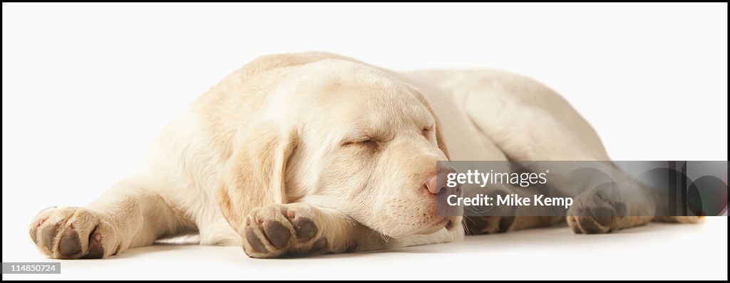 Studio portrait of Yellow Labrador Retriever