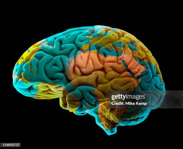 Human Brain Square Stack 374 Human Brain Mapping Stock Photos, High-Res Pictures, and Images ...