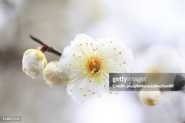 plum blossoms, close-up - plusphoto stock pictures, royalty-free photos & images