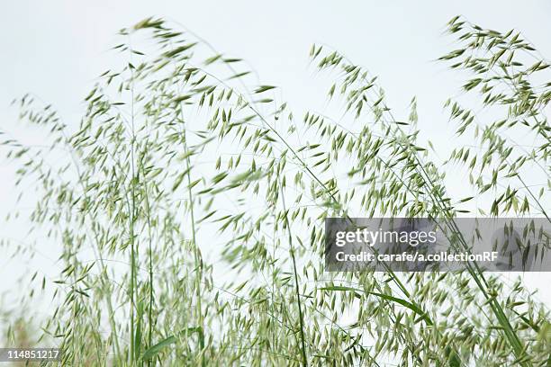 common wild oat (avena fatua) - avena fatua stock pictures, royalty-free photos & images
