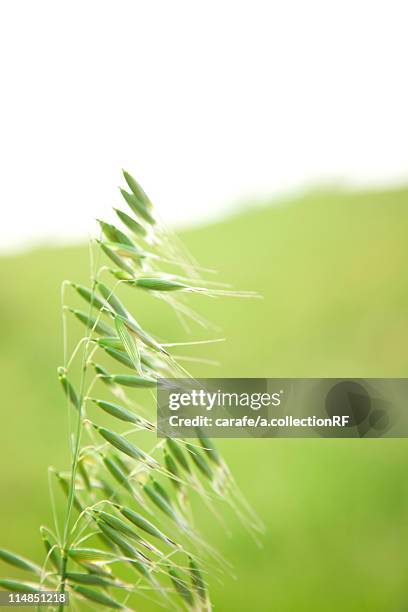 common wild oat (avena fatua) - fatua stock pictures, royalty-free photos & images