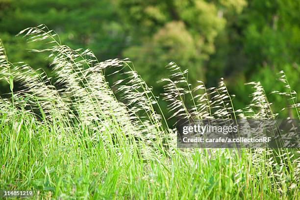 common wild oat (avena fatua) - avena fatua stock pictures, royalty-free photos & images