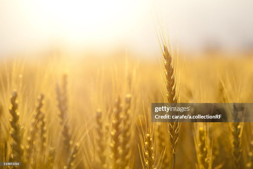 Wheat field, Gifu Prefecture, Honshu, Japan