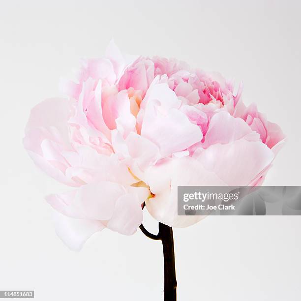 peony flower in bloom - peony foto e immagini stock