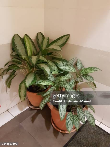 indoor plants, dieffenbachia or known as dumb canes and aglaonema commutatum or known as chinese evergreen - chinese evergreen stock pictures, royalty-free photos & images