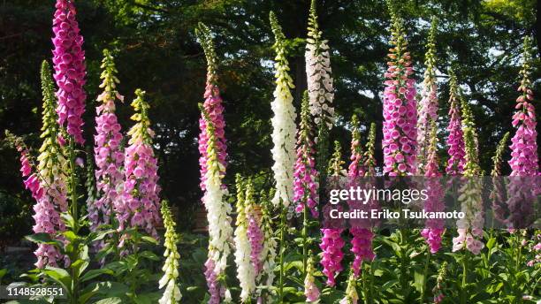 foxglove in bloom - vingerhoedskruid stockfoto's en -beelden