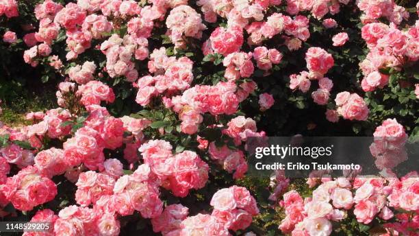 rosa ‘sakura-gasumi’ floribunda roses - 大量 ストックフォトと画像