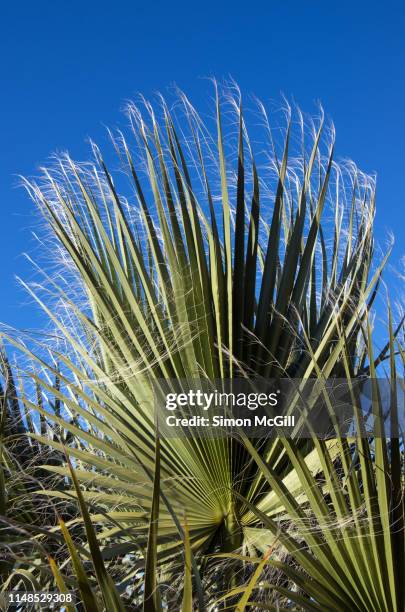 californian fan palm (washingtonia filifera) with fiborus threads on its leaves - fächerpalme stock-fotos und bilder