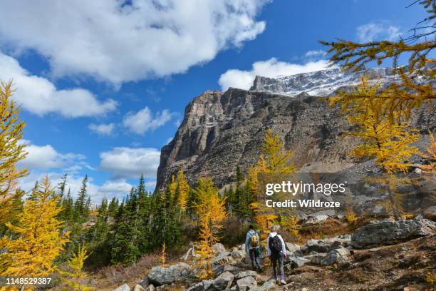 los excursionistas ganan altitud a lo largo de paradise creek trail en banff national park, alberta - larch tree fotografías e imágenes de stock