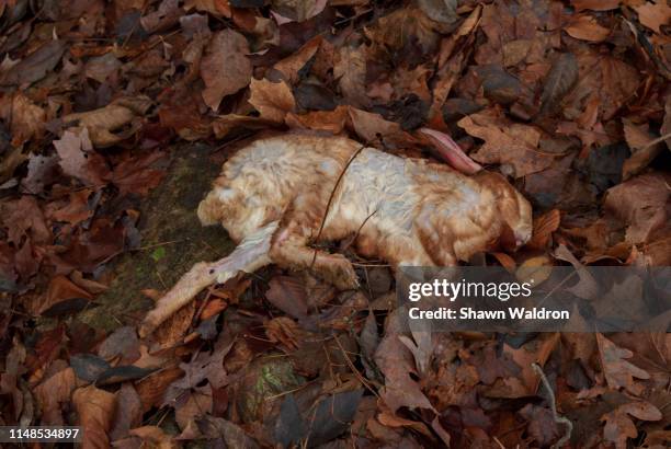 Dead Rabbits Photos et images de collection - Getty Images
