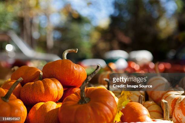 pumpkins - harvesting stock pictures, royalty-free photos & images
