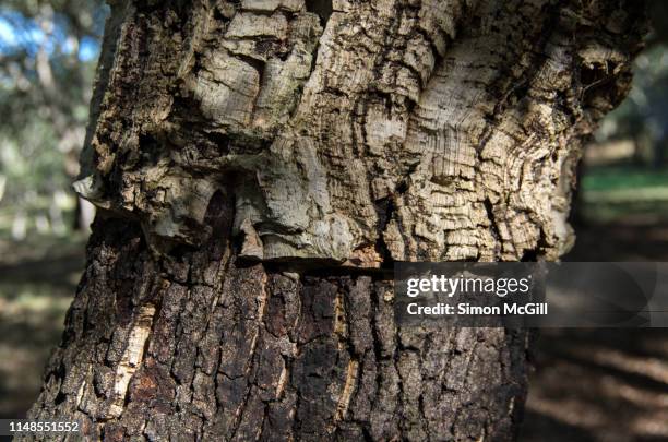 close-up of the trunk of a cork oak (quercus suber) tree showing the difference between the lower area where the cork bark has been harvested, and the upper area where it has been left untouched. - sughero foto e immagini stock