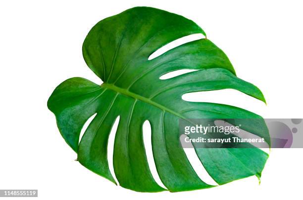 monstera leaves leaves with isolate on white background leaves on white - monstera foto e immagini stock