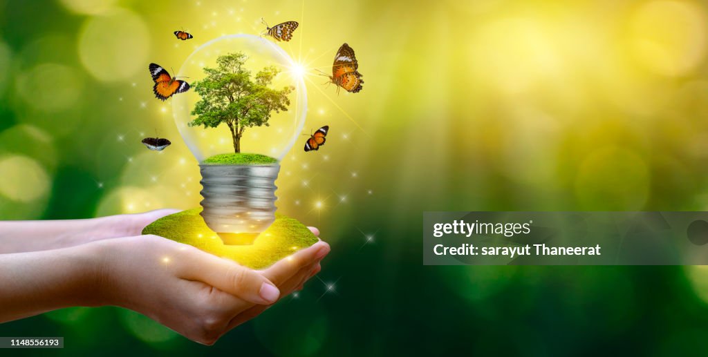 The forest and the trees are in the light. Concepts of environmental conservation and global warming plant growing inside lamp bulb over dry soil in saving earth concept