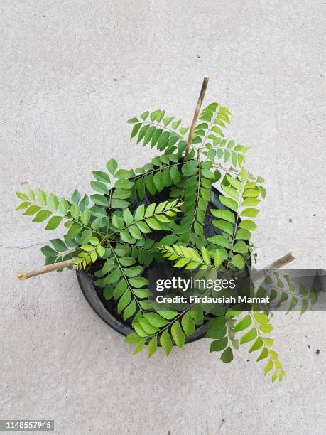 murraya koenigii or known as curry plants - pietanza a base di curry foto e immagini stock