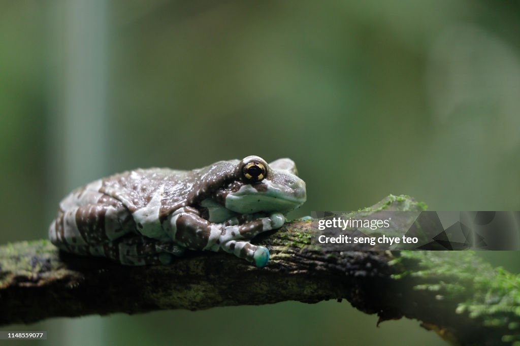 Endangered Azuay marsupial frog