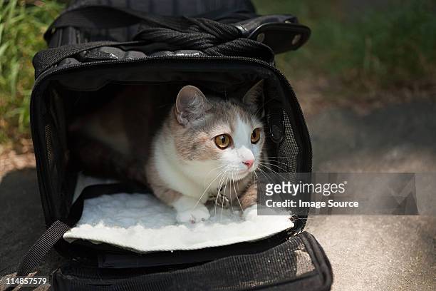 cat in a pet carrier - pet carrier stock pictures, royalty-free photos & images