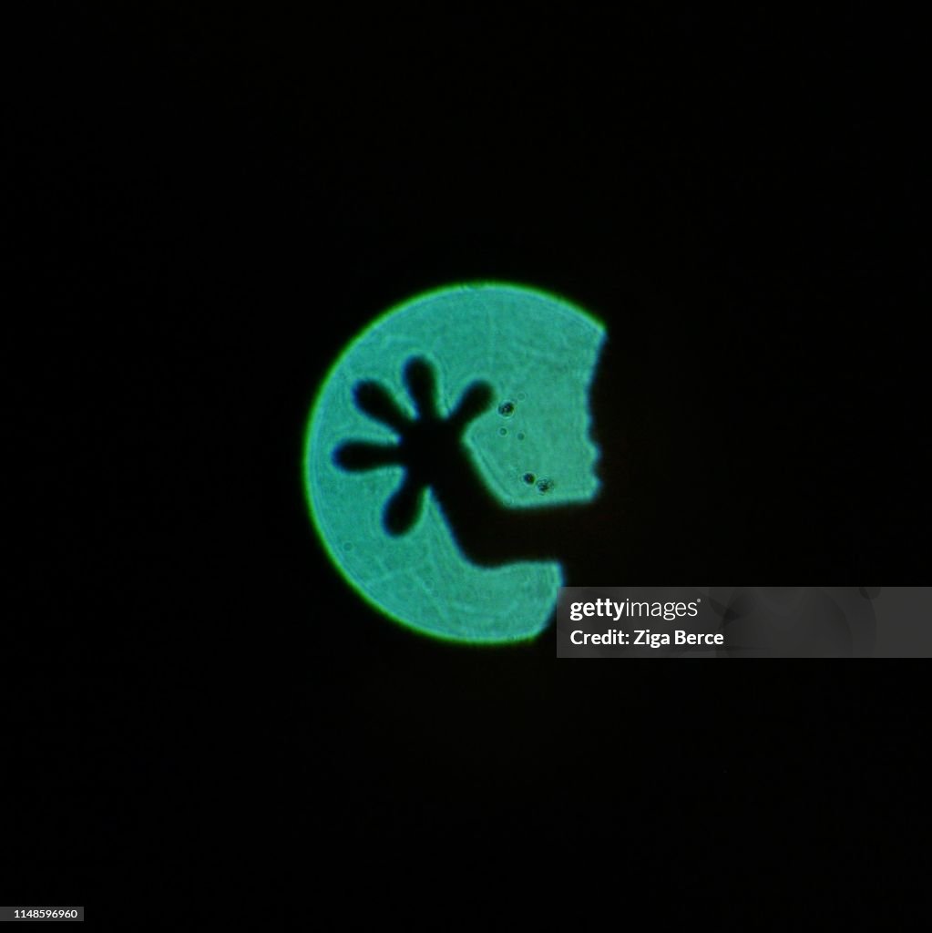 Gecko hand silhouette