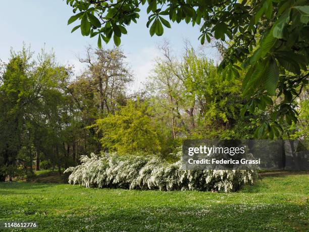 wild flowers in a public park in varna, bulgaria - hawthorn location stock pictures, royalty-free photos & images