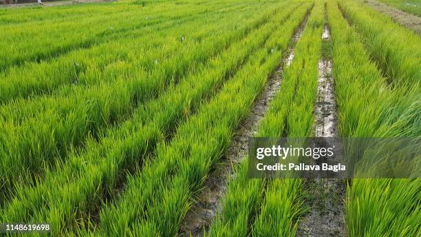 Ploth Rice Odisha Rice Photos and Premium High Res Pictures - Getty Images