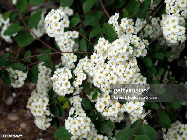 common hawthorn (crataegus monogyna) in bulgaria - hawthorn fotografías e imágenes de stock