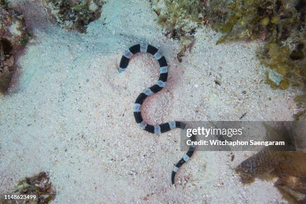 snake eel digging sand - coral snake fotografías e imágenes de stock