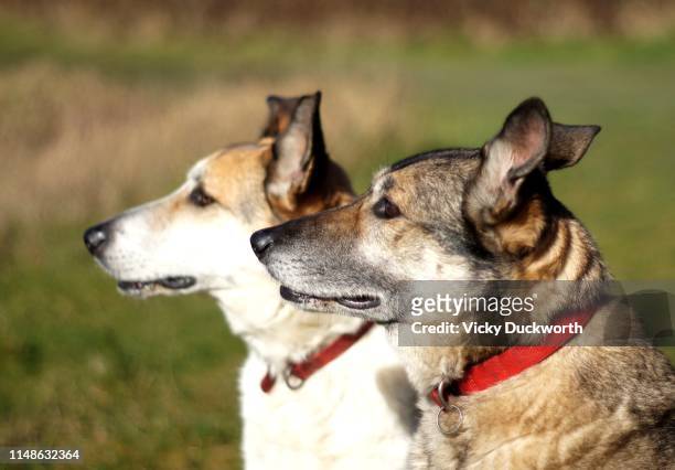 the heads of two dogs in profile - smooth collie stock pictures, royalty-free photos & images
