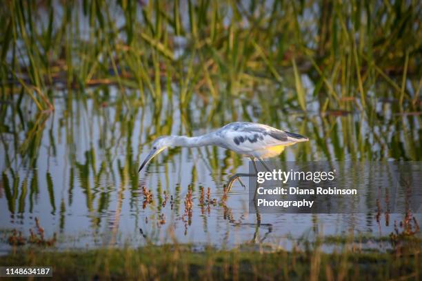 juvenile little blue heron fishing at sunrise in the marsh at babcock wildlife management area near punta gorda, florida - punta gorda florida stock pictures, royalty-free photos & images